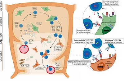 Differentiation of Pluripotent Stem Cells Into Thymic Epithelial Cells and Generation of Thymic Organoids: Applications for Therapeutic Strategies Against APECED